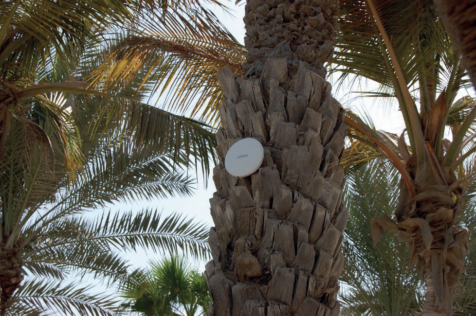EZELINK outdoor access point discreetly mounted on a palm tree trunk at Madinat Jumeirah
